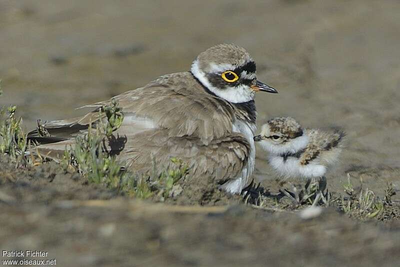 Little Ringed Plover, Reproduction-nesting, Behaviour