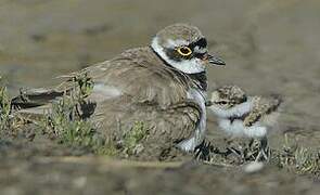 Little Ringed Plover