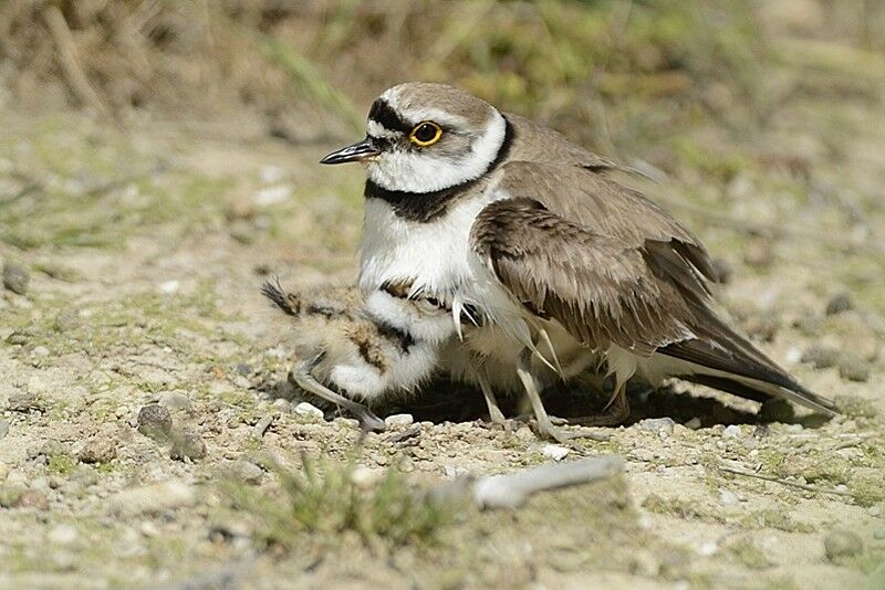 Little Ringed Ploveradult, Behaviour