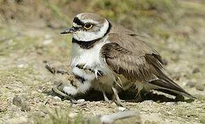 Little Ringed Plover