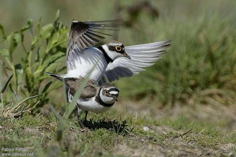 Little Ringed Ploveradult, pigmentation, mating.