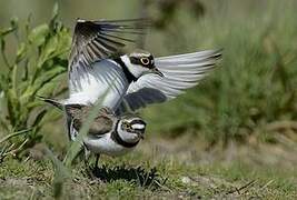 Little Ringed Plover