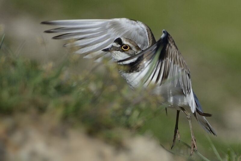 Little Ringed Ploveradult breeding