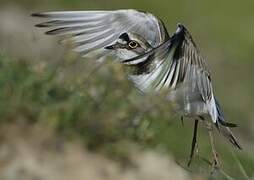 Little Ringed Plover