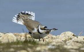 Little Ringed Plover