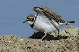 Little Ringed Plover