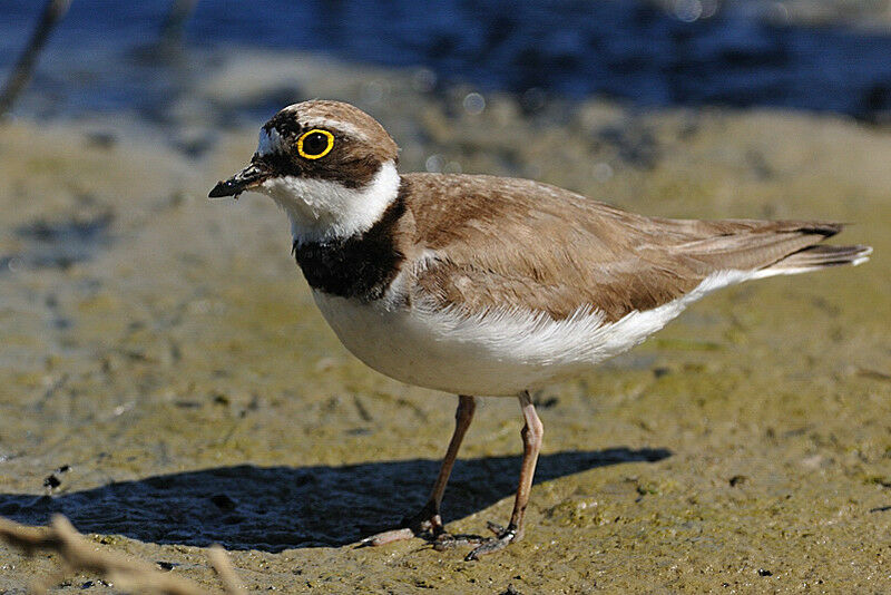 Little Ringed Ploveradult breeding