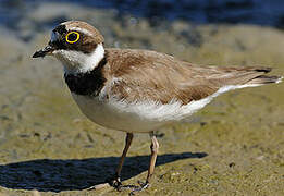 Little Ringed Plover