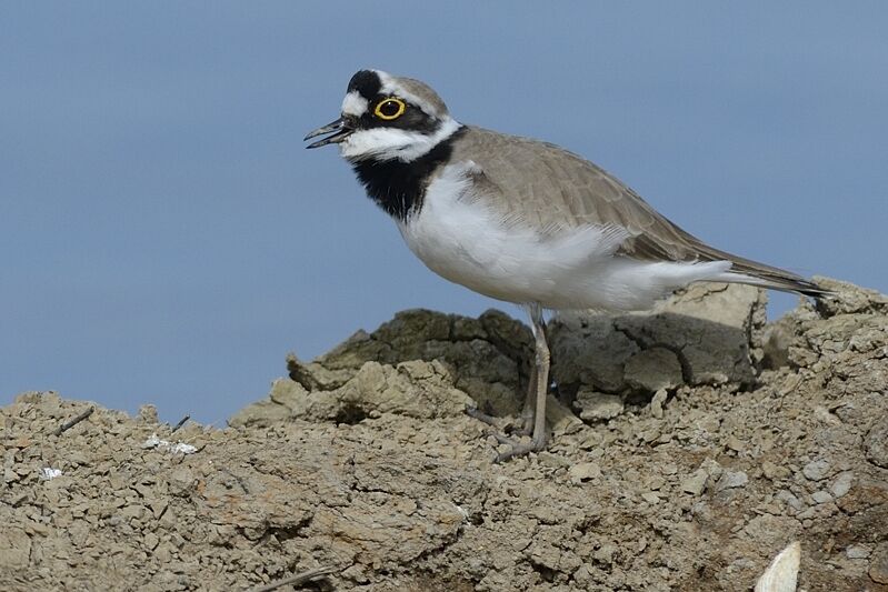 Little Ringed Plover male adult breeding, song