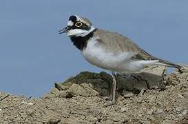 Little Ringed Plover