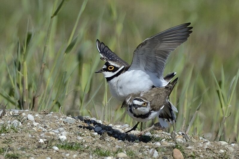 Little Ringed Ploveradult breeding, mating.