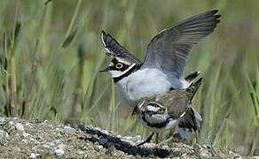 Little Ringed Plover