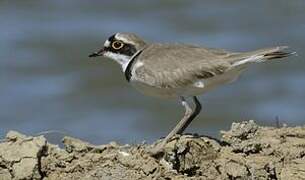 Little Ringed Plover