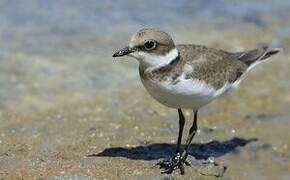 Little Ringed Plover