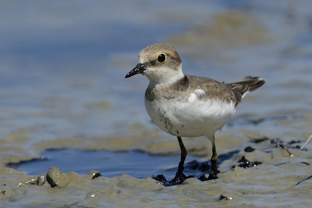 Little Ringed Ploverimmature, identification