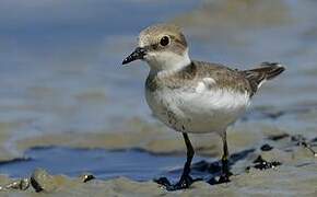 Little Ringed Plover