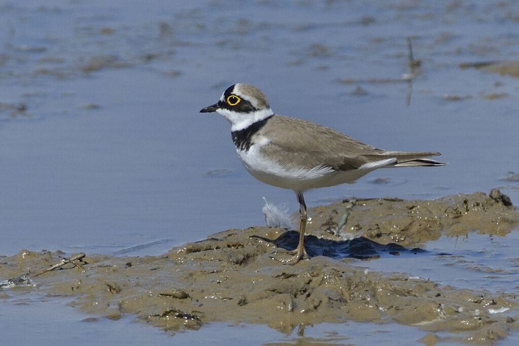 Little Ringed Plover male adult, identification