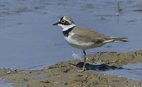 Little Ringed Plover