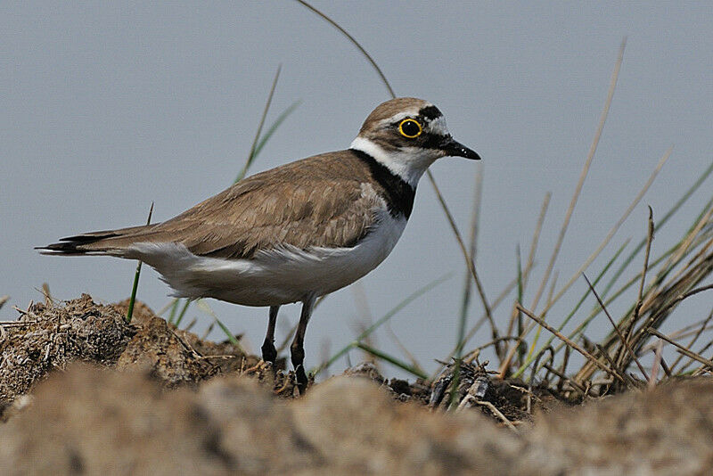 Little Ringed Ploveradult breeding