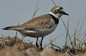 Little Ringed Plover