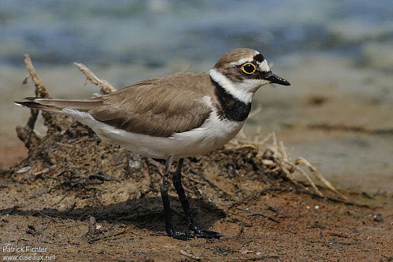 Little Ringed Ploveradult breeding