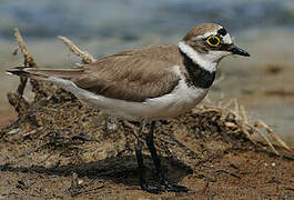 Little Ringed Plover