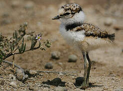 Little Ringed Plover