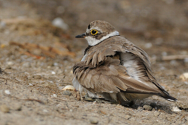 Little Ringed Plover female adult