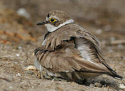 Little Ringed Plover