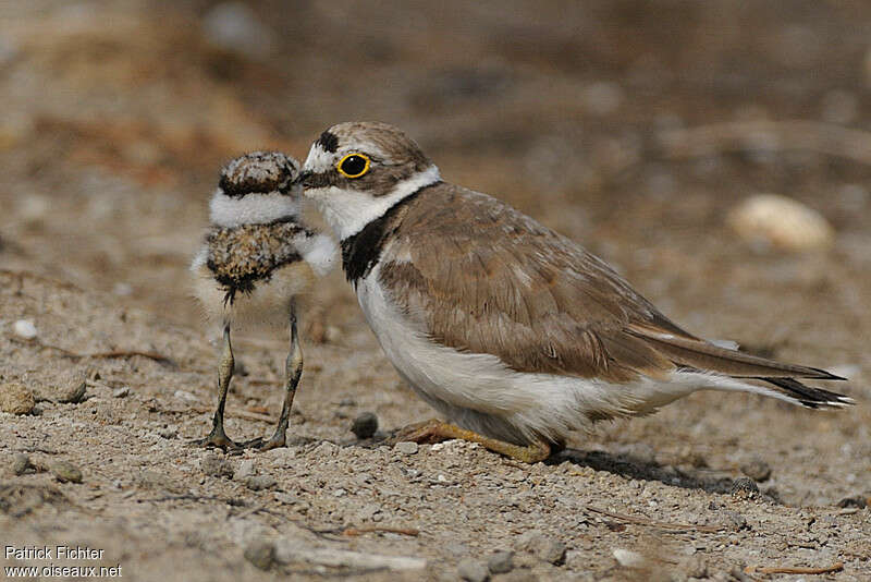 Little Ringed Plover, Reproduction-nesting