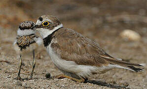 Little Ringed Plover