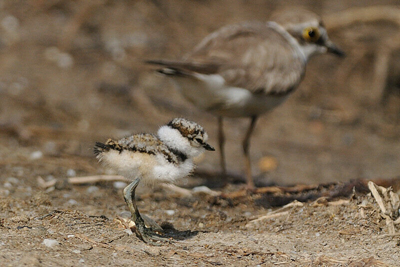 Little Ringed Ploverjuvenile