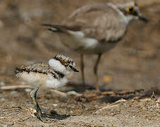 Little Ringed Plover