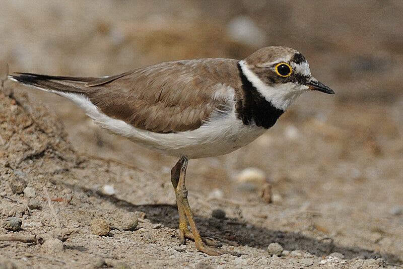 Little Ringed Plover female adult breeding