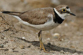 Little Ringed Plover