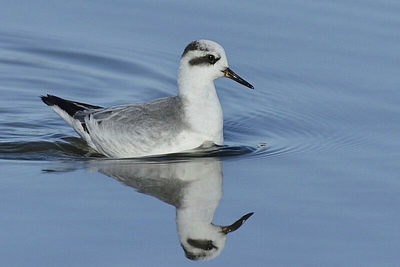 Phalarope à bec largeadulte internuptial