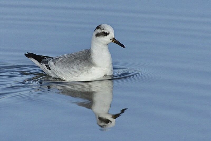 Phalarope à bec largeadulte internuptial