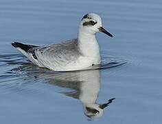 Phalarope à bec large