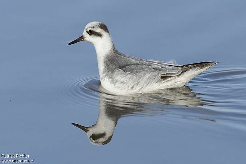 Phalarope à bec largeadulte internuptial, identification