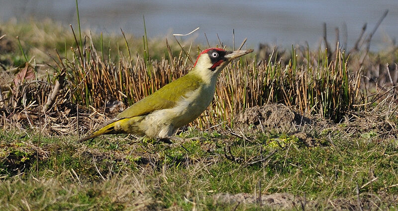 European Green Woodpecker