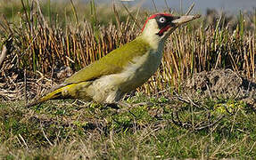 European Green Woodpecker