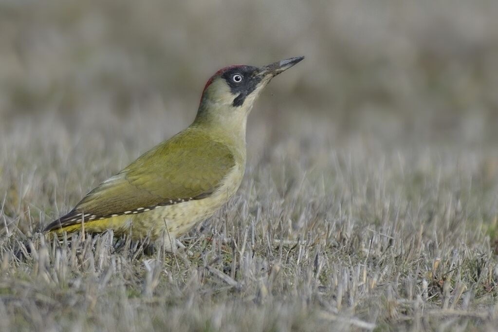 European Green Woodpecker female adult post breeding, close-up portrait