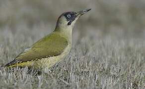 European Green Woodpecker