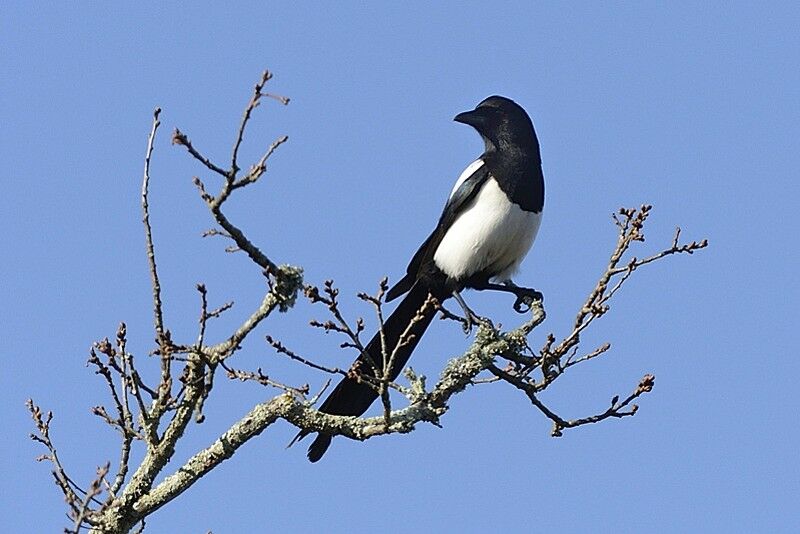 Eurasian Magpieadult