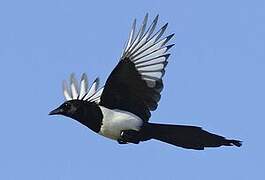 Eurasian Magpie