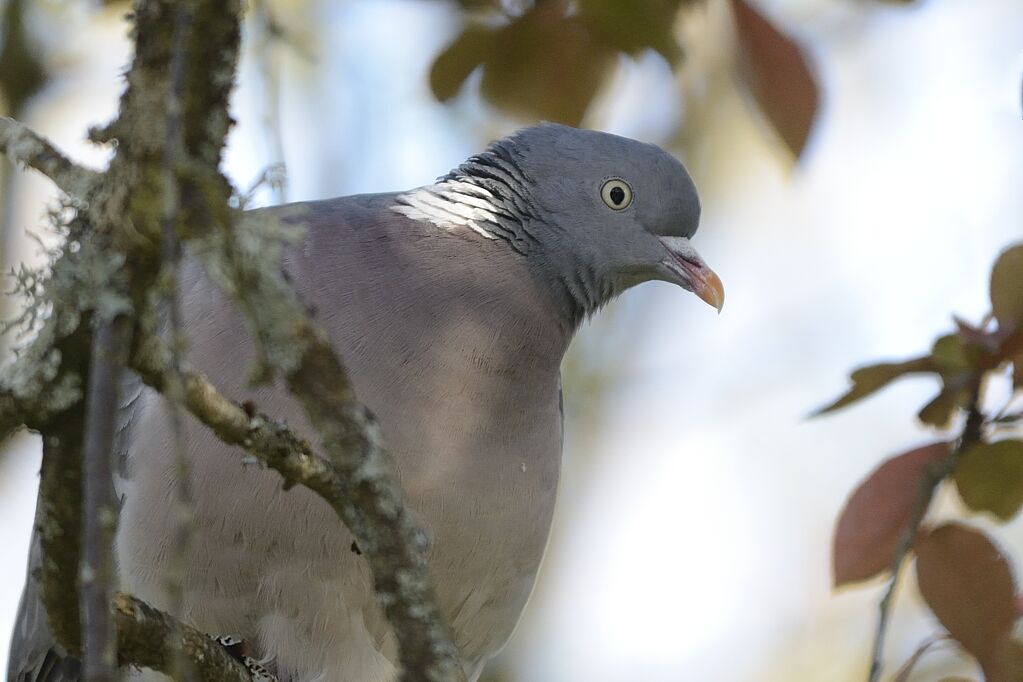 Common Wood Pigeonadult, close-up portrait