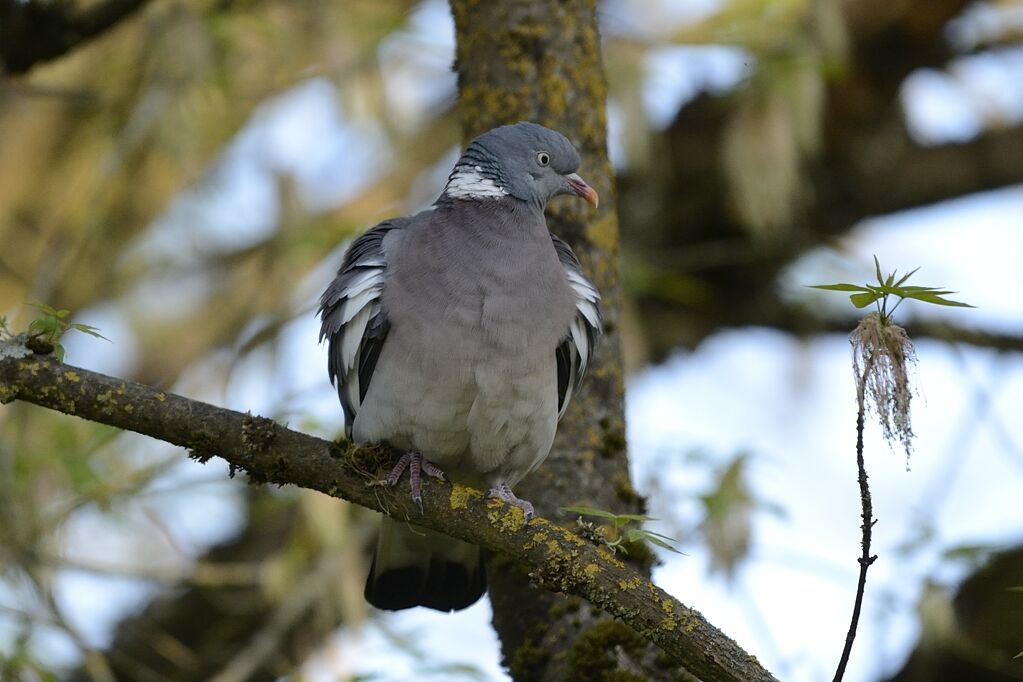 Pigeon ramieradulte, habitat