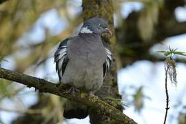 Common Wood Pigeon