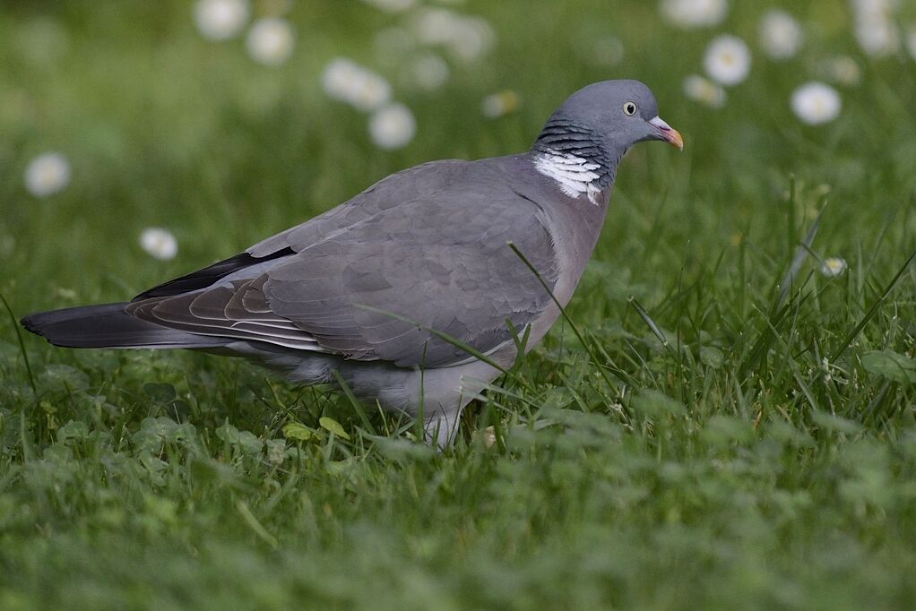 Common Wood Pigeonadult breeding