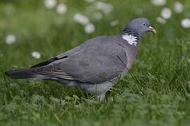 Common Wood Pigeon